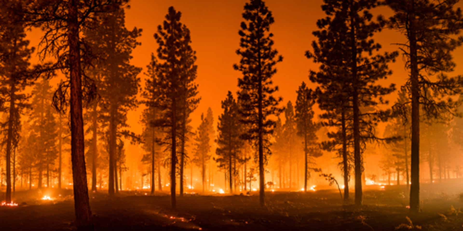 Prep Your Business for California Wildfire Season