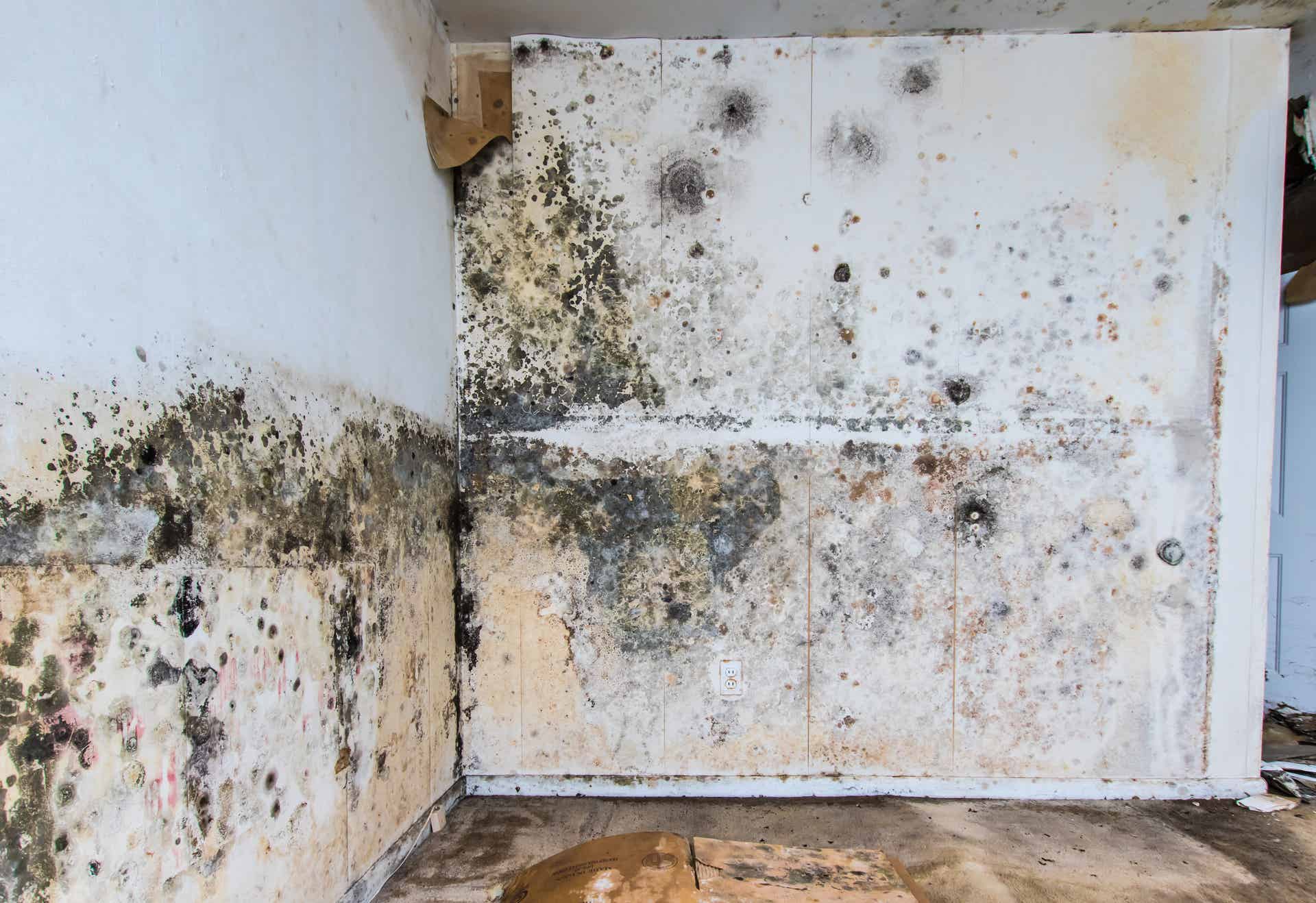 How to Get Rid of Mildew Smell