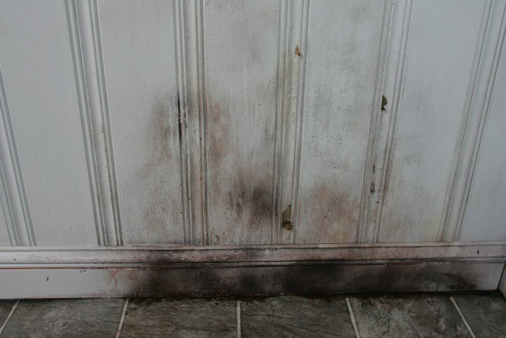 What Is Black Mold?