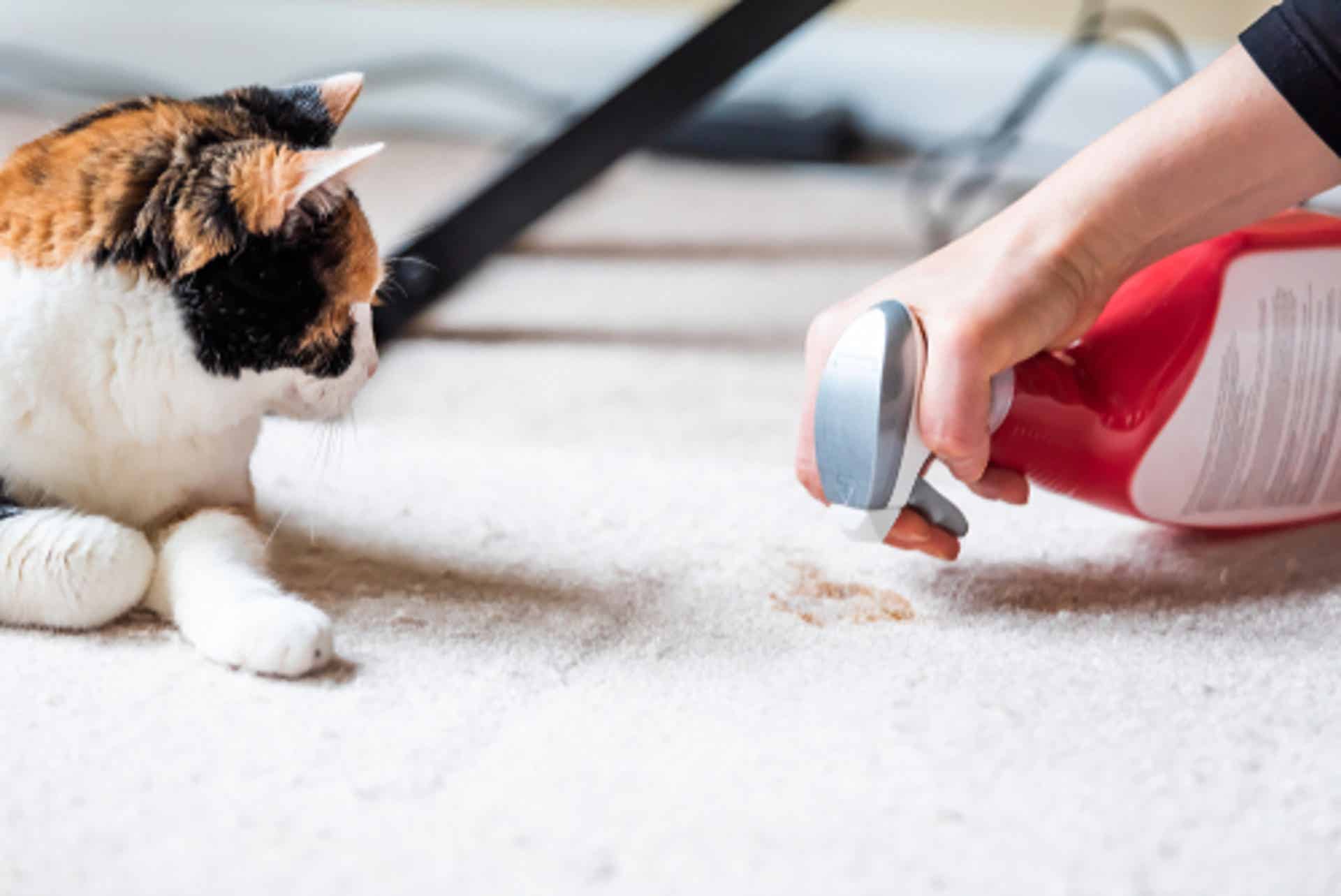 Love the Pet, Hate the Smell? Here's how to Remove Pet Odor from Your Home