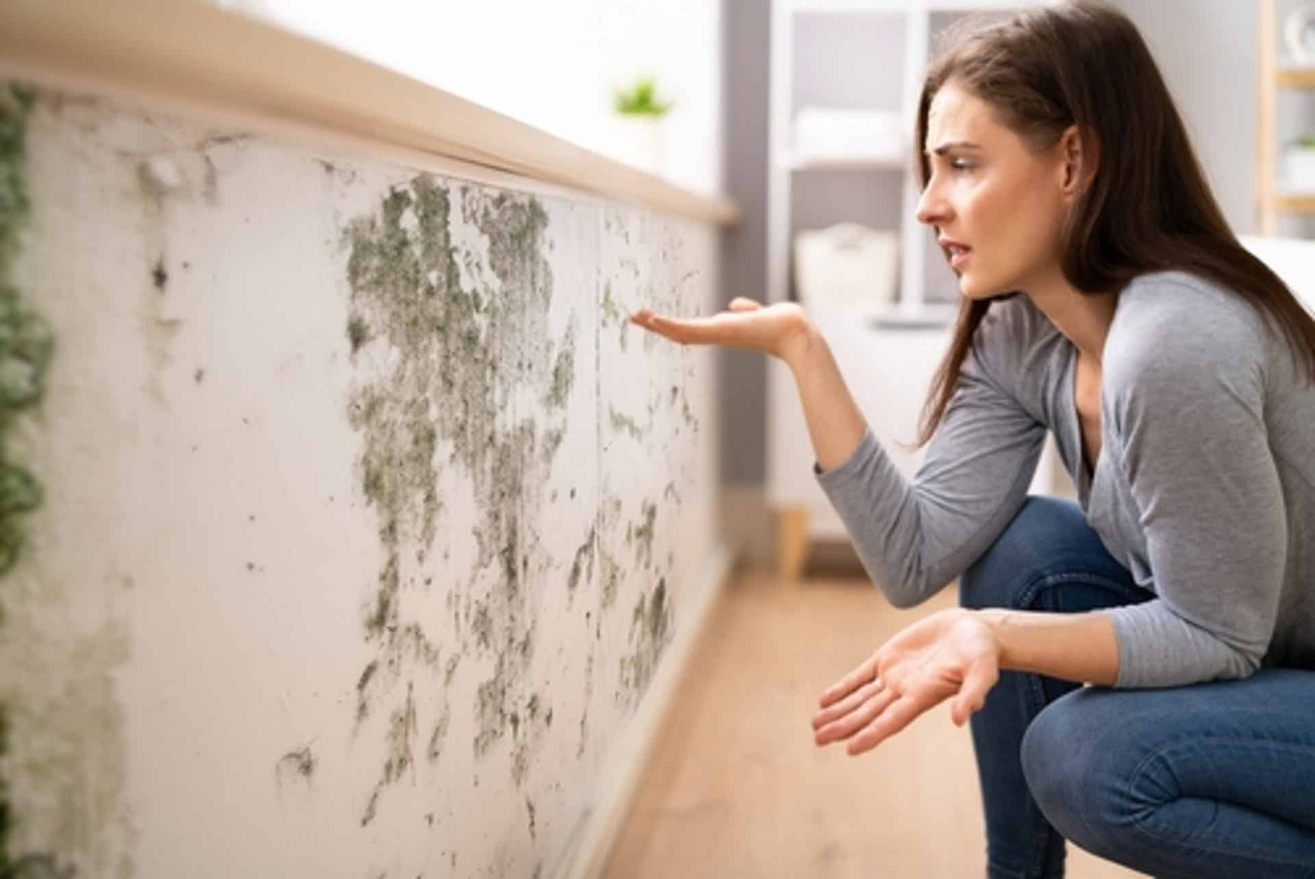 The Signs of Mold in Your Wall